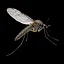 Anopheles sinensis icon
