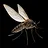 Southern House Mosquito