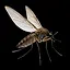 Southern House Mosquito icon