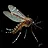 Aedes togoi