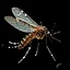 Aedes togoi icon