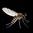 Culex tritaeniorhynchus