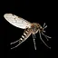 Culex tritaeniorhynchus icon