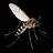 Asian Tiger Mosquito