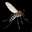 Asian Tiger Mosquito icon