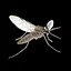 Culex pipiens icon