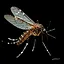 Aedes koreicus icon