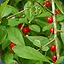 Berry Nice To Meet You icon