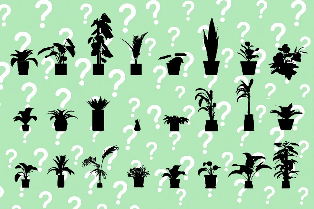 A Game About PLANT Screenshot 1