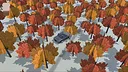 Dark Dreams on Diverging Roads Screenshot 2
