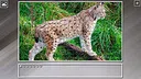 Super Jigsaw Puzzle: Generations - Big Cats 3 Screenshot 24