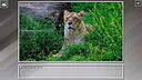 Super Jigsaw Puzzle: Generations - Big Cats 3 Screenshot 21