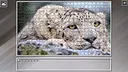 Super Jigsaw Puzzle: Generations - Big Cats 3 Screenshot 26