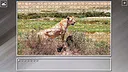 Super Jigsaw Puzzle: Generations - Big Cats 3 Screenshot 22
