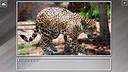 Super Jigsaw Puzzle: Generations - Big Cats 3 Screenshot 1