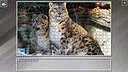 Super Jigsaw Puzzle: Generations - Big Cats 3 Screenshot 13
