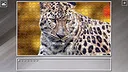 Super Jigsaw Puzzle: Generations - Big Cats 3 Screenshot 11
