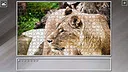 Super Jigsaw Puzzle: Generations - Big Cats 3 Screenshot 19