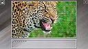 Super Jigsaw Puzzle: Generations - Big Cats 3 Screenshot 12
