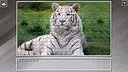 Super Jigsaw Puzzle: Generations - Big Cats 3 Screenshot 29