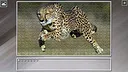 Super Jigsaw Puzzle: Generations - Big Cats 3 Screenshot 4