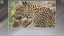 Super Jigsaw Puzzle: Generations - Big Cats 3 Screenshot 10