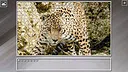 Super Jigsaw Puzzle: Generations - Big Cats 3 Screenshot 9