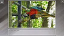 Super Jigsaw Puzzle: Generations - Parrots Screenshot 19