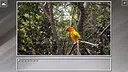 Super Jigsaw Puzzle: Generations - Parrots Screenshot 14