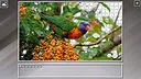 Super Jigsaw Puzzle: Generations - Parrots Screenshot 2