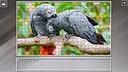 Super Jigsaw Puzzle: Generations - Parrots Screenshot 20