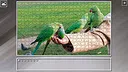 Super Jigsaw Puzzle: Generations - Parrots Screenshot 26