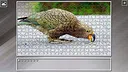 Super Jigsaw Puzzle: Generations - Parrots Screenshot 7