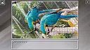 Super Jigsaw Puzzle: Generations - Parrots Screenshot 29