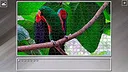 Super Jigsaw Puzzle: Generations - Parrots Screenshot 4