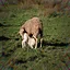 Wool Feeler icon
