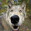 Wolf's Hunger icon