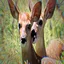 Fawn Fondler icon