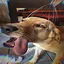 Sweet Dreams icon
