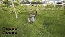 The King’s Messenger Screenshot 5