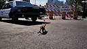 Cat Life Simulator Demo Screenshot 2