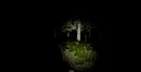Alone In The Forest VR Screenshot 4