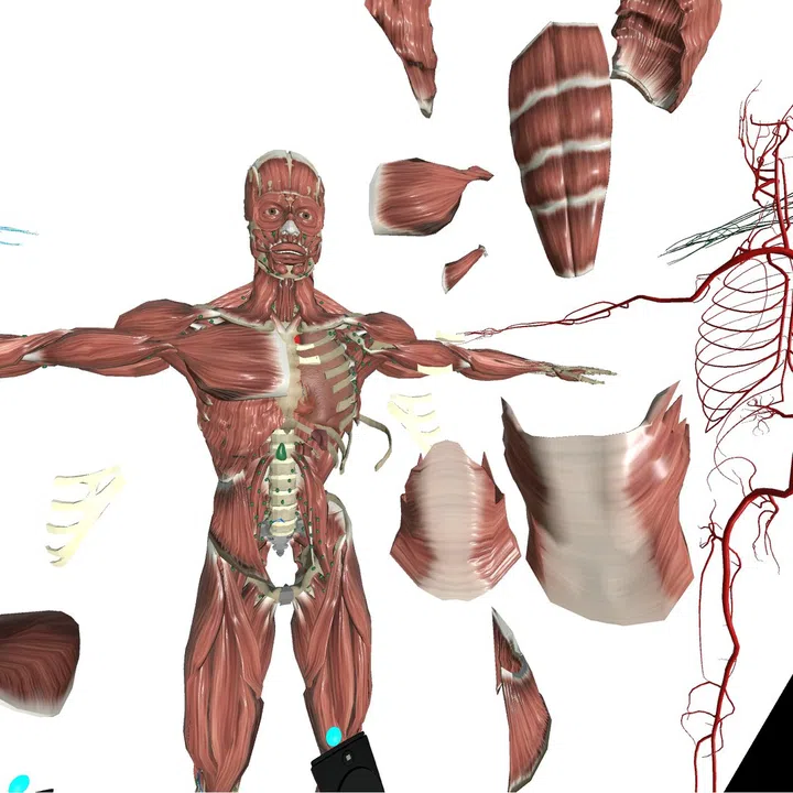 VR Anatomy Screenshot 0