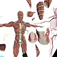 VR Anatomy Screenshot 0