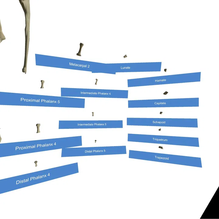 VR Anatomy Screenshot 2