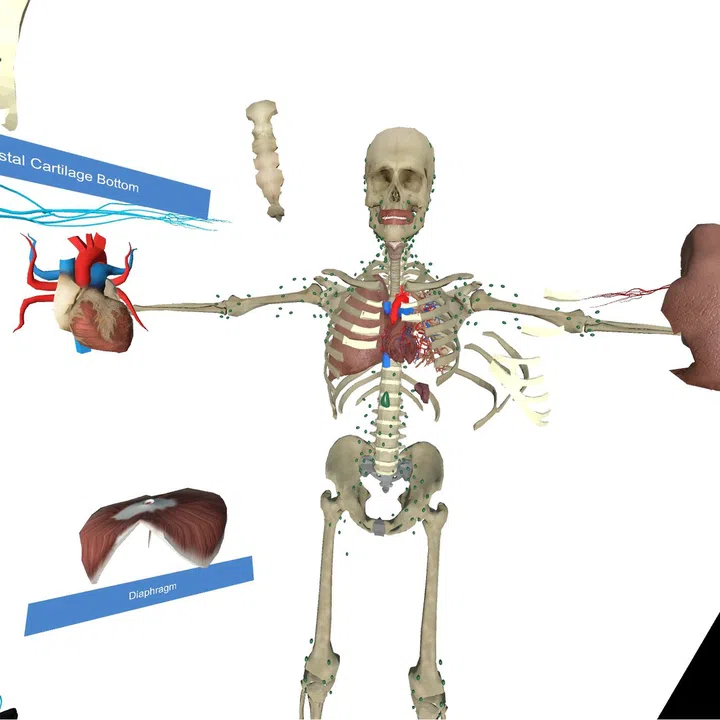 VR Anatomy Screenshot 4