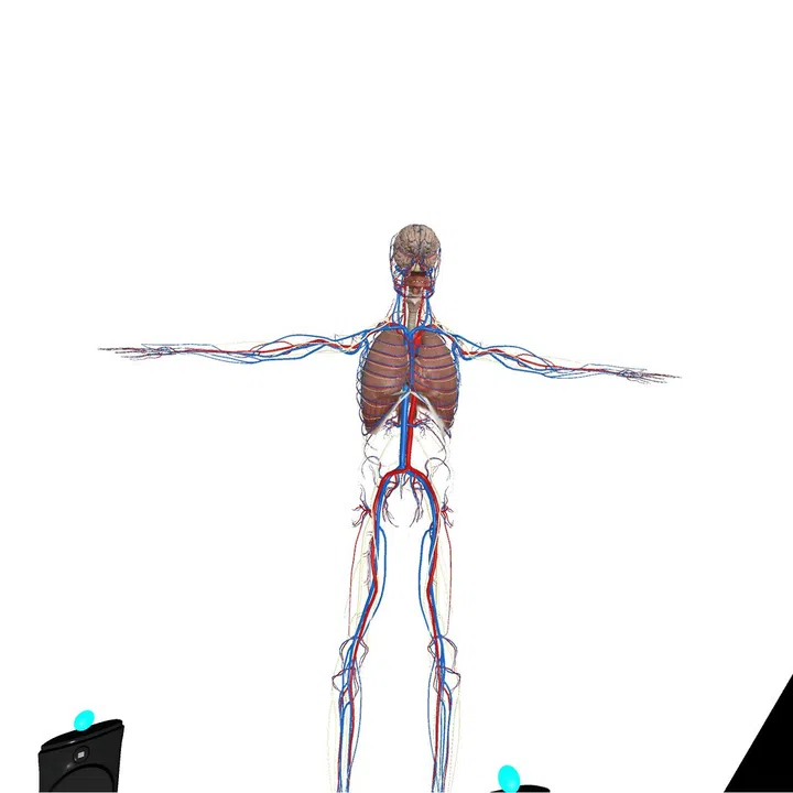 VR Anatomy Screenshot 3