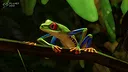 Planet Zoo: South America Pack  Screenshot 3