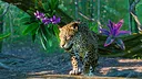 Planet Zoo: South America Pack  Screenshot 1