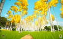 Akiiwan: Relaxing Survival Demo Screenshot 1